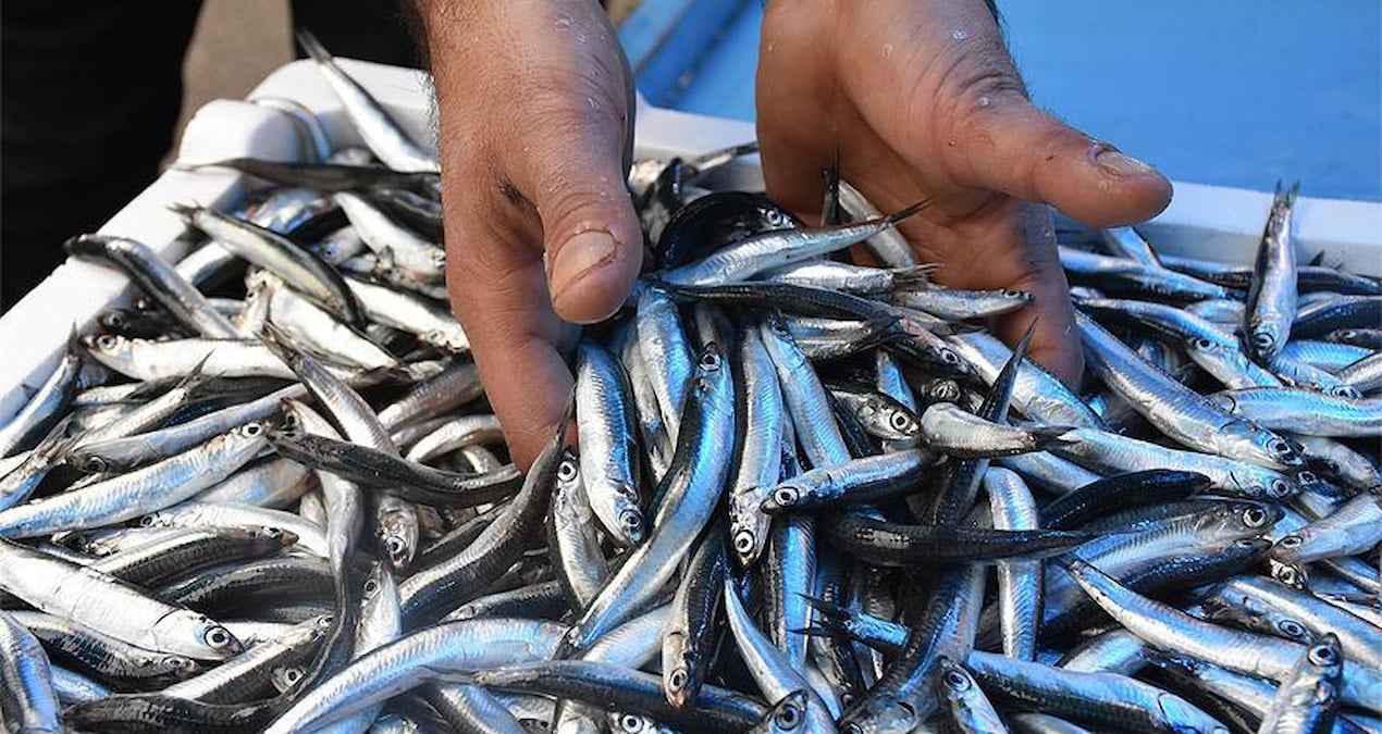 Bir haftada hamsi fiyatları üçe katlandı