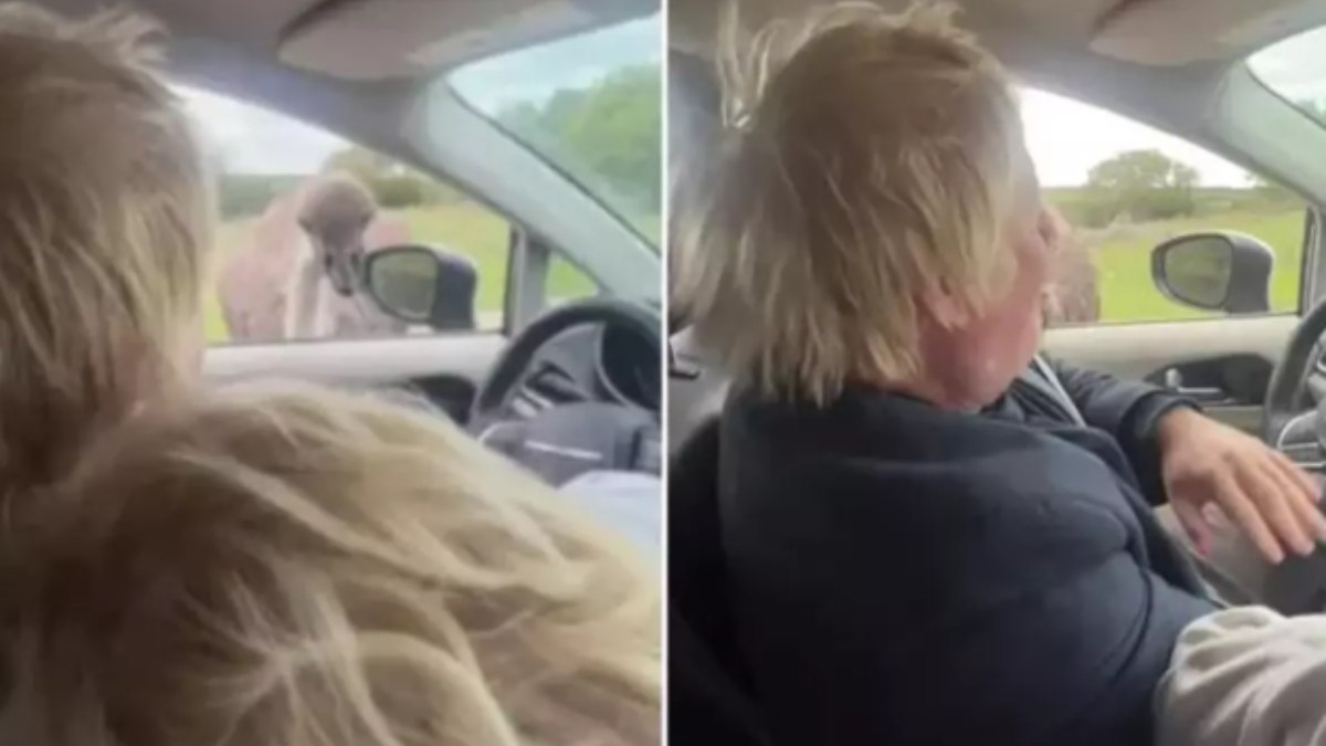 Boris Johnson’ı devekuşu ısırdı